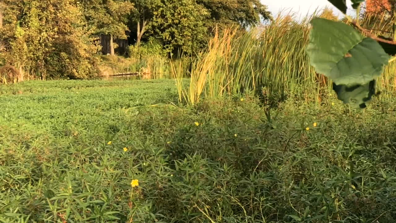 estanque cubierto de juncos y hierba