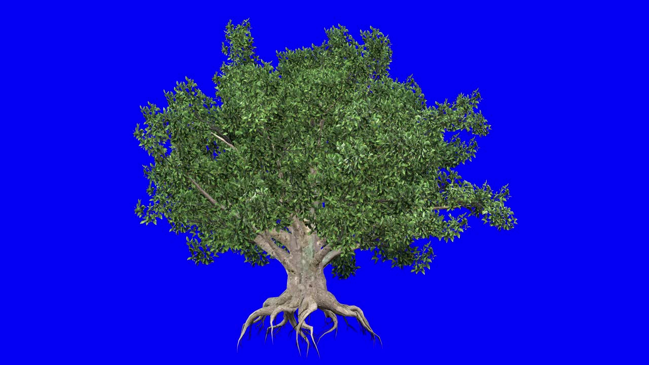 3D european beech tree with wind effect on blue screen 3D animation. You can easily key out (remove) the blue screen with just one click using any video editor.