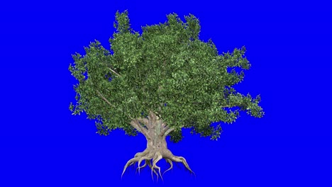 3d european beech tree with wind effect on blue screen 3d animation. you can easily key out (remove) the blue screen with just one click using any video editor.