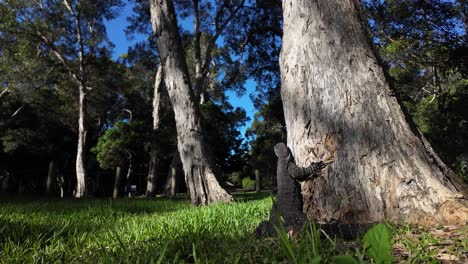 Una-Goanna-Calienta-Su-Cuerpo-Bajo-El-Sol-De-La-Tarde-Antes-De-Moverse-Por-La-Hierba.