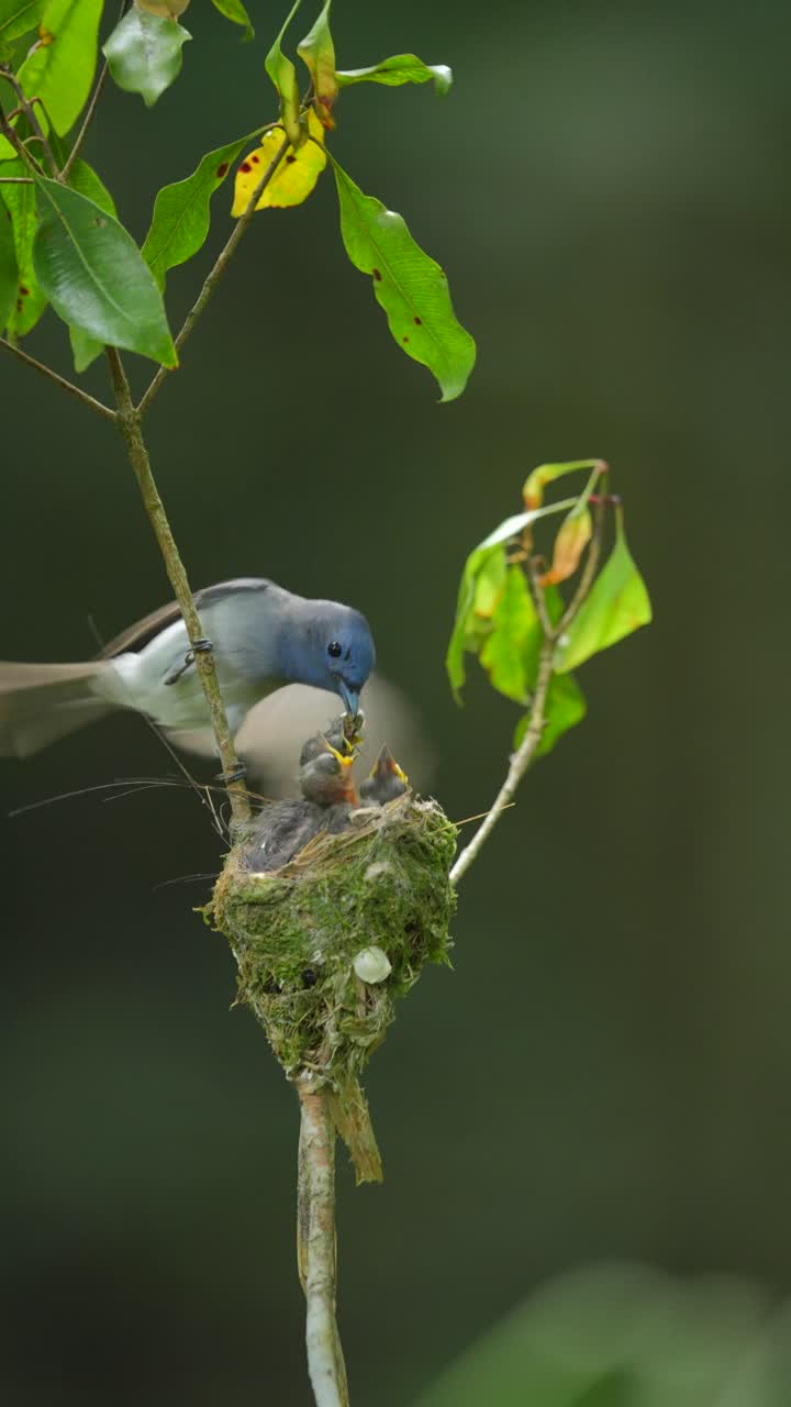 I graziosi pulcini di monarca dal collare nero nel nido sembrano felici quando i loro genitori arrivano e condividono il cibo.