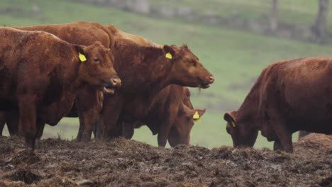 Close-up-of-a-herd-of-brown-cows-chewing-their-cud