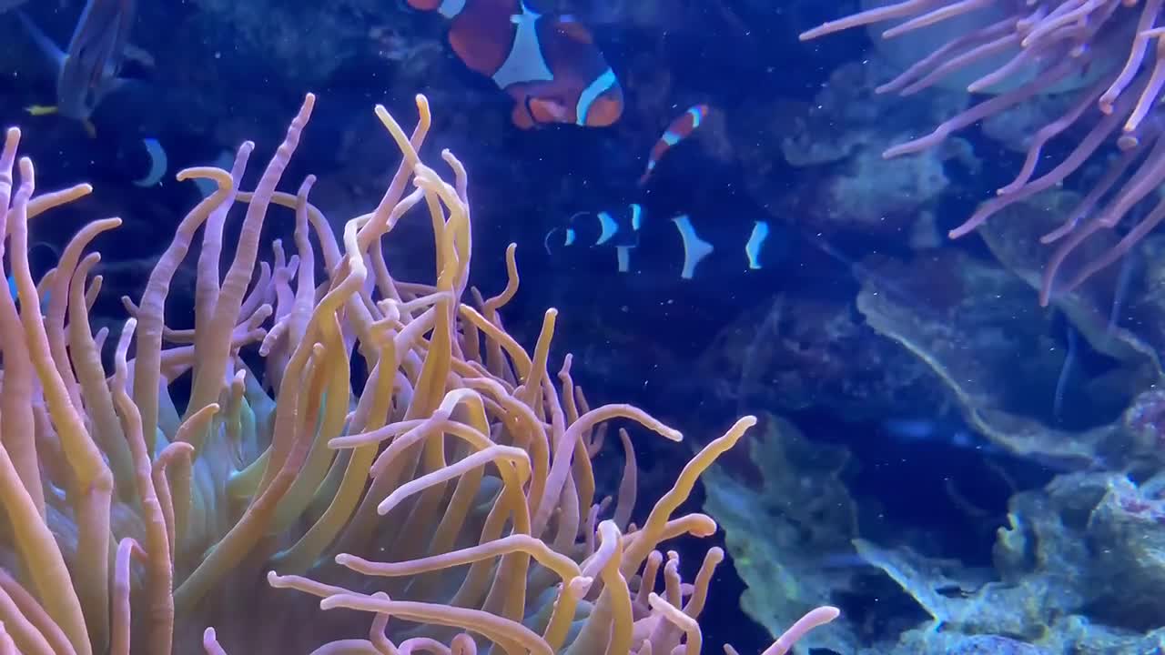 красочный тропический аквариум с рыбками-клоунами и желтым тангом