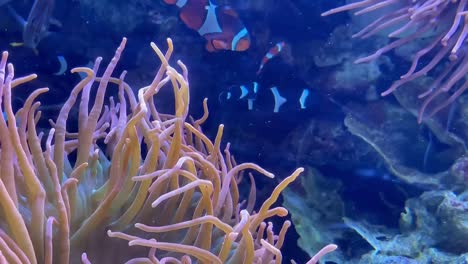 colorful tropical fish aquarium with clownfish and yellow tang