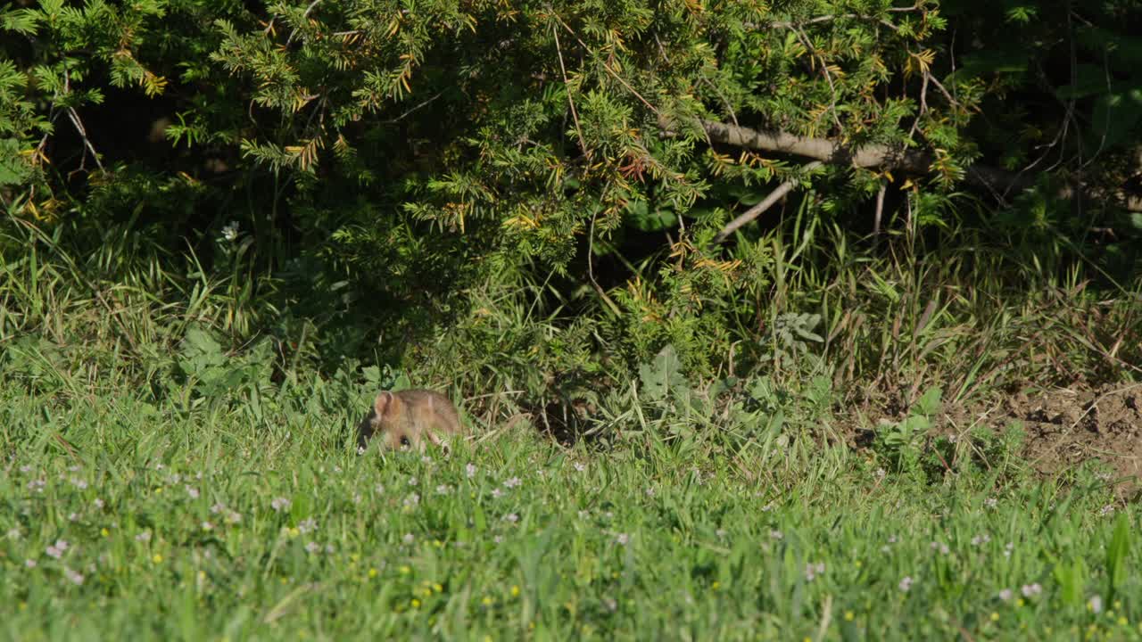 Criceto nell'erba alta accanto a un cespuglio di ginestra, che cerca cibo in un prato primaverile con piccoli fiori selvatici bianchi e una morbida luce solare naturale. Comportamento della fauna selvatica, scena di natura rurale