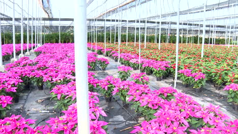 pink and red poinsettia greenhouse
