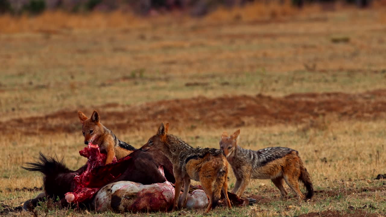 Black-backed jackals tearing into flesh of dead animal on open African plain