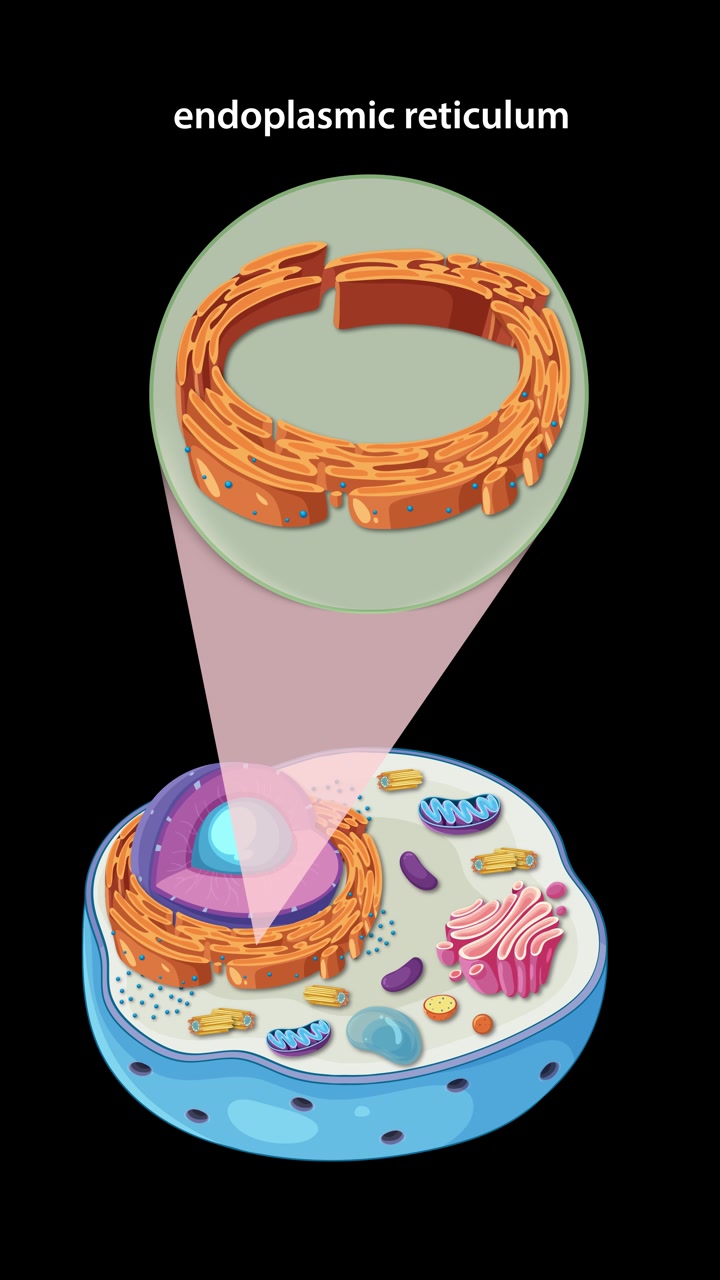 Animazione che illustra l'anatomia di una cellula animale, incentrata sul reticolo endoplasmatico con colori vivaci e transizioni fluide