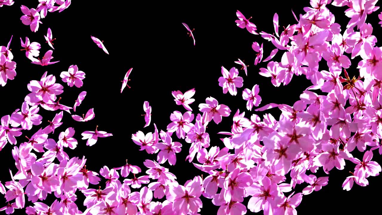 A mesmerizing video of pink cherry blossoms gently swirling against a black background