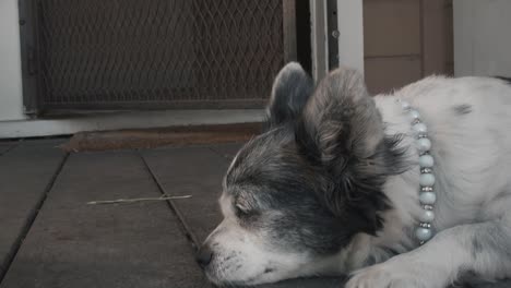 un pequeño y cansado chihuahua vigilando y acostado en el porche de una casa