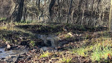 Amerikanischer-Rotkehlchen,-Der-Ein-Bad-Nimmt-Und-In-Einem-Kleinen-Bach-Planscht,-Der-Zu-Einem-Teich-Im-Wald-Führt