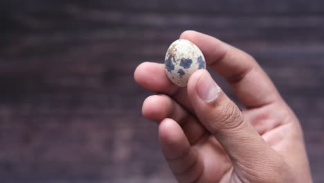 quail egg in hand