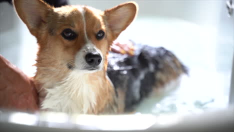 Corgi-Badet-Im-Tiefen-Wasser