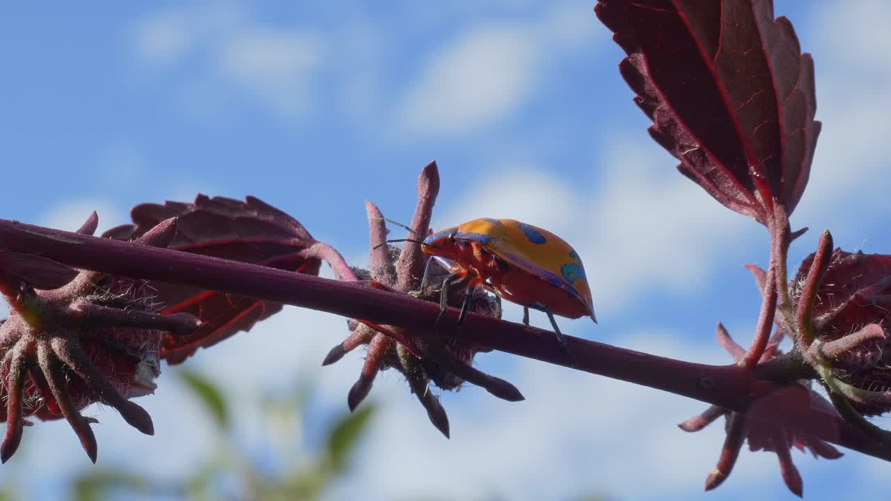 Percevejo-arlequim do algodão rastejando em um galho avermelhado com folhas contra um céu azul ensolarado. Close-up, tomada em ângulo baixo.
