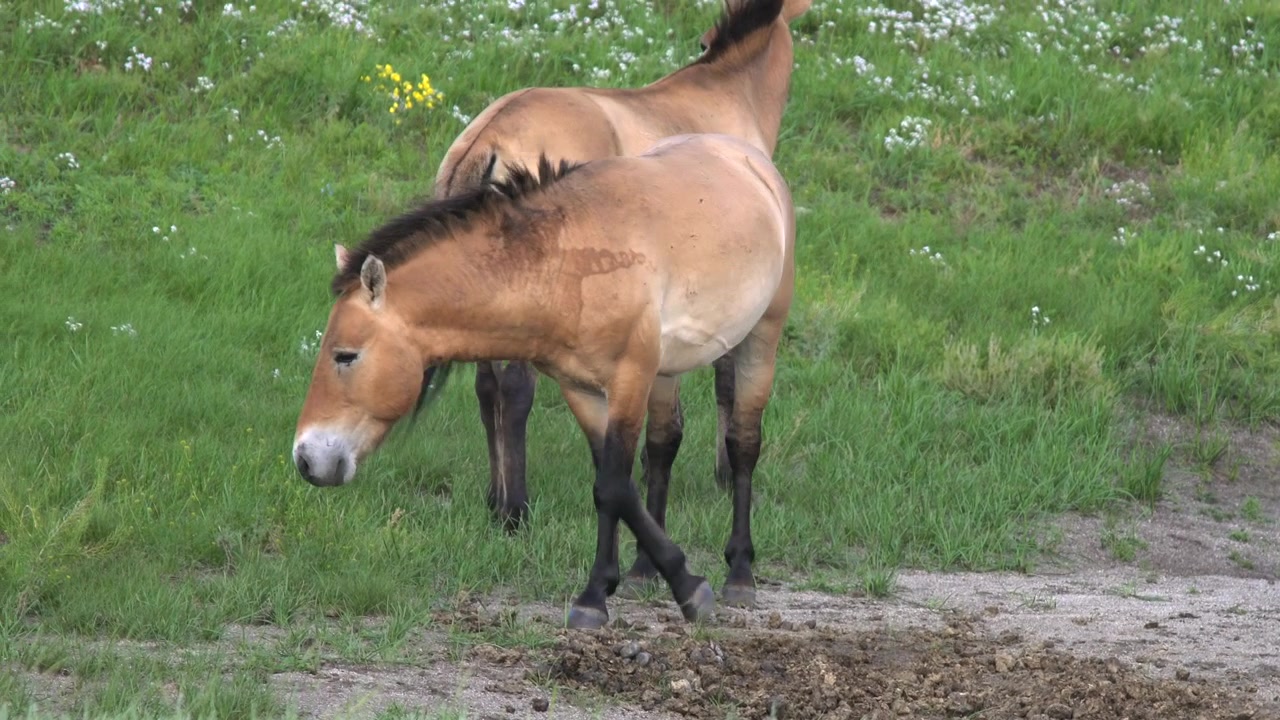 Przewalski-heste græssende på en frodig grøn eng