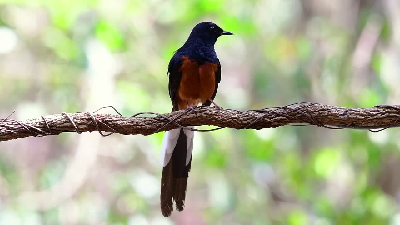 shama de rabadilla blanca encaramado en una vid con fondo bokeo del bosque, copsychus malabaricus, en cámara lenta