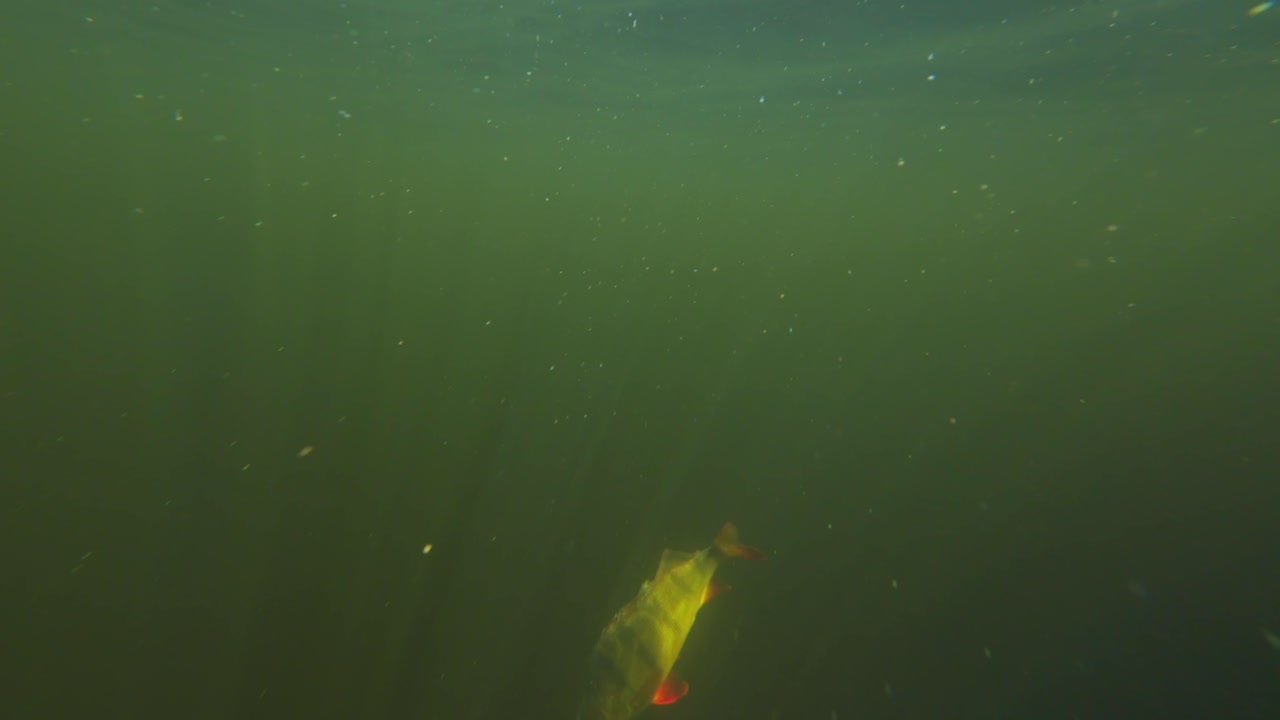 한 물고기가 시의 손에서 물 속으로 풀려나고 있다. 수중 호수 다이빙 영상