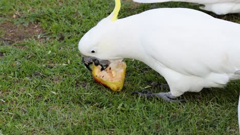 a cockatoo enjoys a piece of fruit