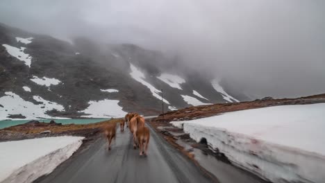 a drive on the gamle strynfjelvegen towards stryn, norway following the herd of cows