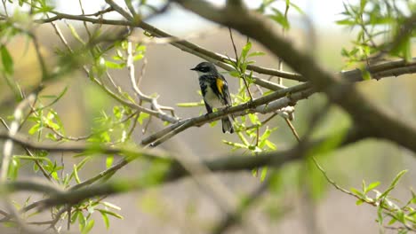 yellow rumped warbler on a branch in the canadian woods