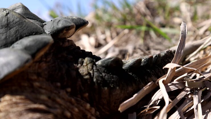 detailed shot of a snapping turtle tail
