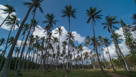 Lapso-De-Tiempo-De-Nubes-Que-Soplan-Sobre-Palmeras-Altas,-Paisaje-Soleado-Tropical