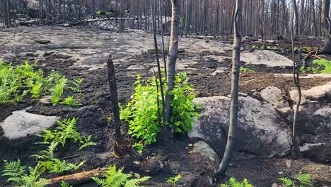 green plants sprouting in burnt forest landscape