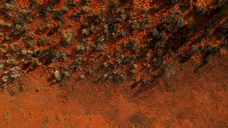 slow moving aerial from red dirt to the patterned treeline of a beautiful australian outback landscape, birds eye view