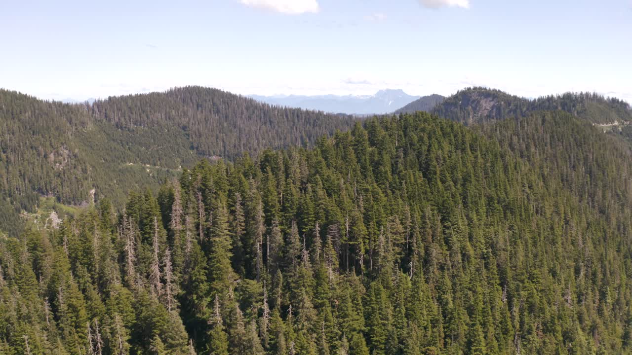 Aerial orbit of a dense green pine woodland and verdant mountains in background at daytime in British Columbia, Canada
