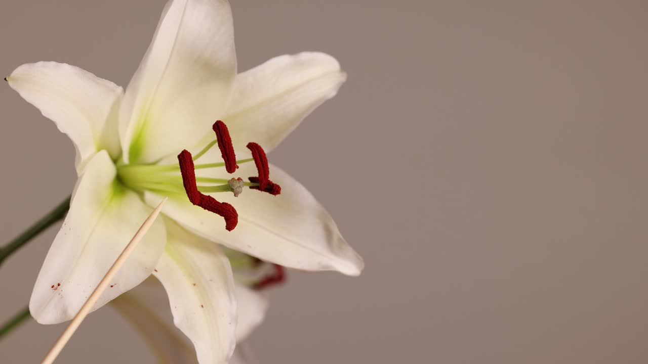 Close-up video of a lily flower highlighting its anther and filament in soft lighting