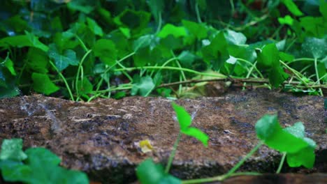 Stetiger-Regen-Trifft-Auf-Einen-Flachen-Felsen-Und-Erzeugt-Rhythmische-Spritzer-Und-Wellen,-Die-Die-Schönheit-Und-Ruhe-Eines-Regnerischen-Tages-In-Der-Natur-Zur-Schau-Stellen