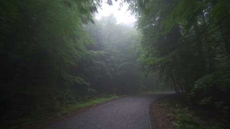 Camino-Forestal-Con-Curvas.