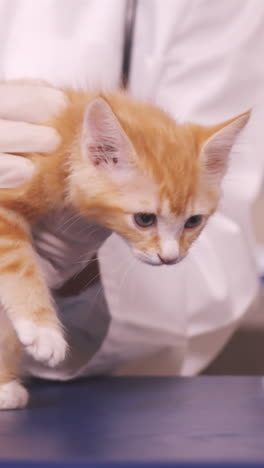 vet holding a cat