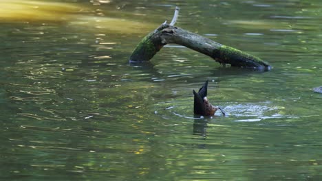 duck diving and resurfacing in a pond