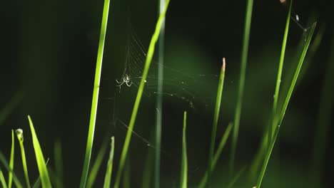 Eine-Winzige-Spinne-Hält-Sich-Im-Windstoß-An-Ihrem-Dünnen-Netz-Fest,-Das-Zwischen-Den-Grashalmen-Hängt