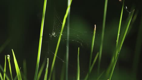 a tiny spider holds to his wispy web suspended between the blades of grass in the gust of wind