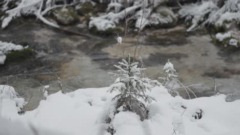 Small snow-laden pine trees stand beside a softly flowing forest stream in this calm winter scene.