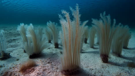 underwater scene of sea pens