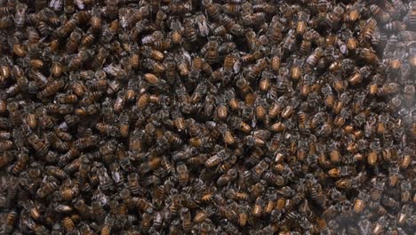 a honey bee colony inside a commercial beehive, used for beekeeping