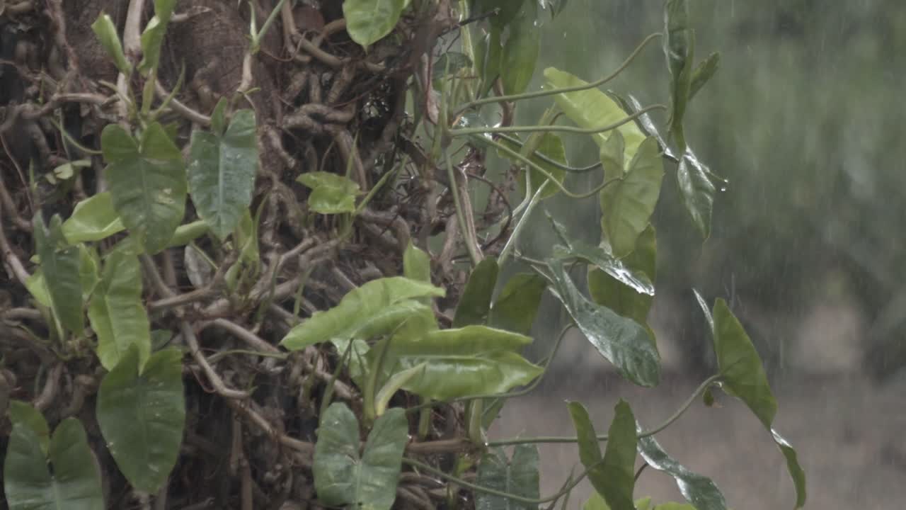 Raining on Lush Green Vines