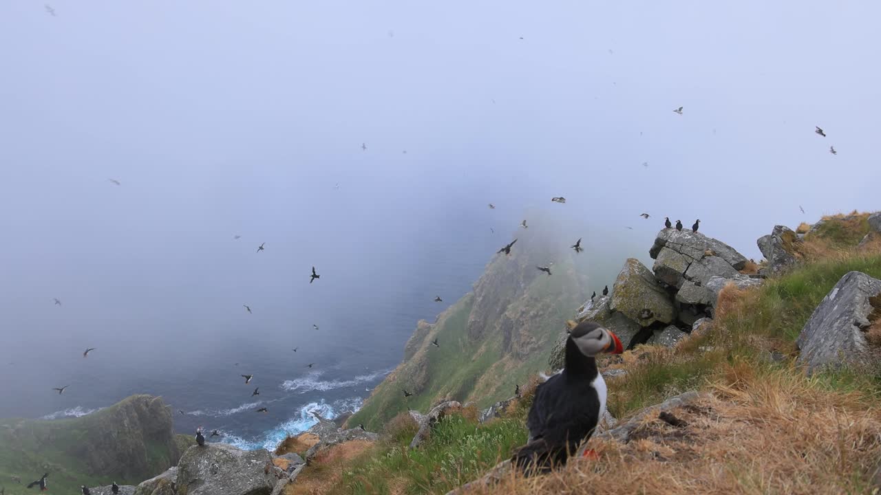 대서양 파핀 (fratercula arctica) 은 룬데 섬 (노르웨이) 의 바위 위에 있습니다.