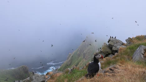 Atlantic-puffin-(Fratercula-arctica),-on-the-rock-on-the-island-of-Runde-(Norway).