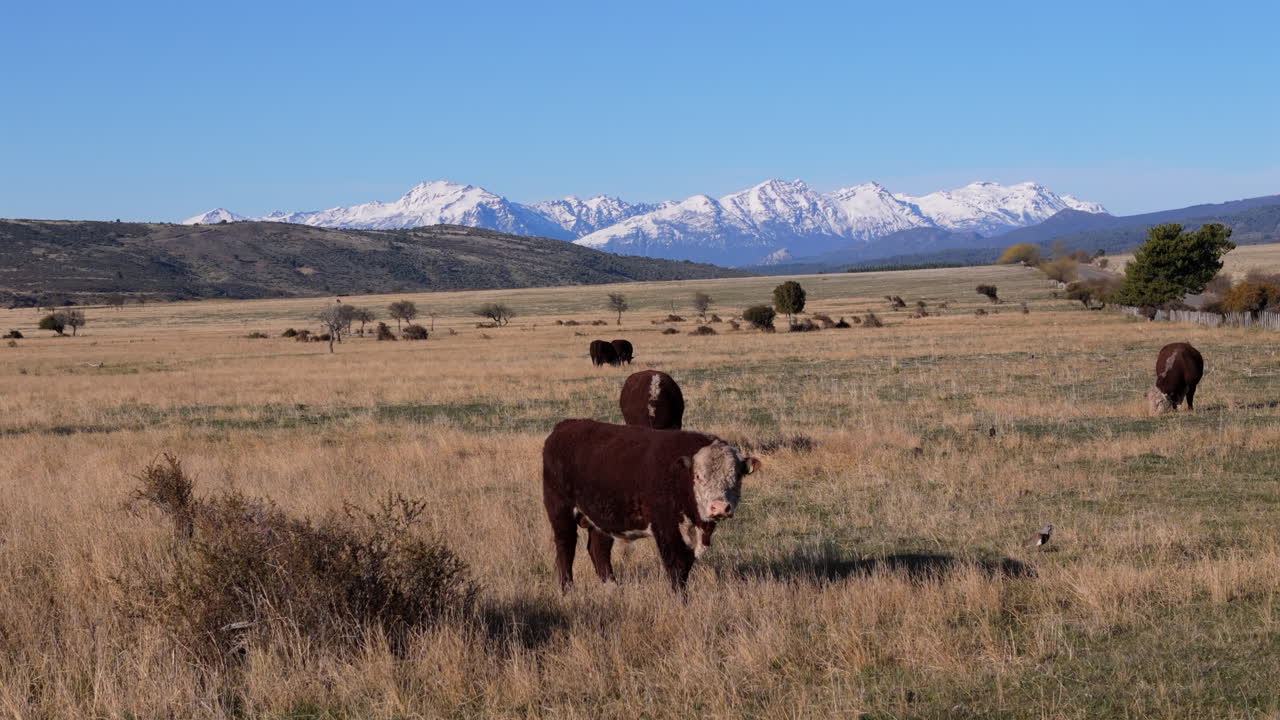Establisher of Patagonian rural landscape, Argentine herd, cattle grazing in Esquel below Mountain range