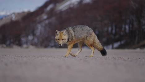 un zorro solitario paseando por el terreno arenoso, capturando un momento tranquilo en la naturaleza
