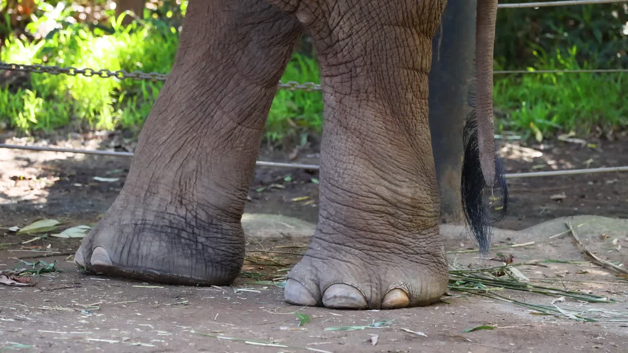 멜버른 동물원 에서 움직이는 코끼리 발