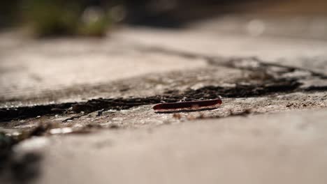 close up a litle millipede walking on cement concrete. millipedes are a group of arthropods that are characterised by having two pairs of jointed legs on most body segments. millipedes are worm­like insects with numerous legs.