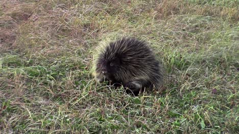 porcupine in a field