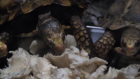 a group of turtles, a terrestrial animal, are peacefully devouring mushrooms together in their natural habitat