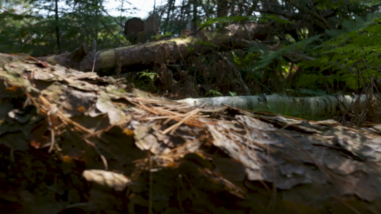 숲에서 쓰러진 소나무 줄기를 따라 팬을 닫습니다