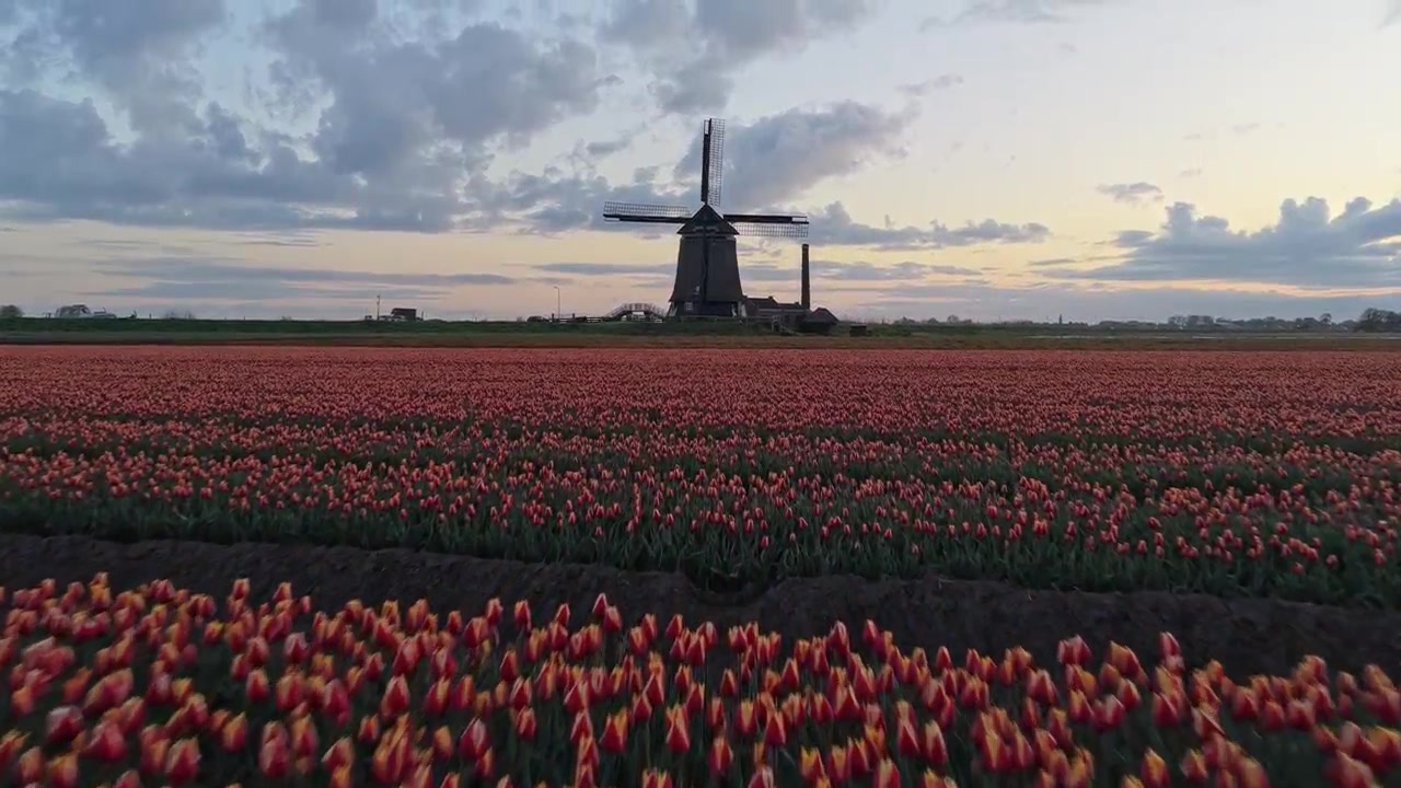 Mulino a vento olandese che si affaccia su un campo di tulipani colorati al tramonto